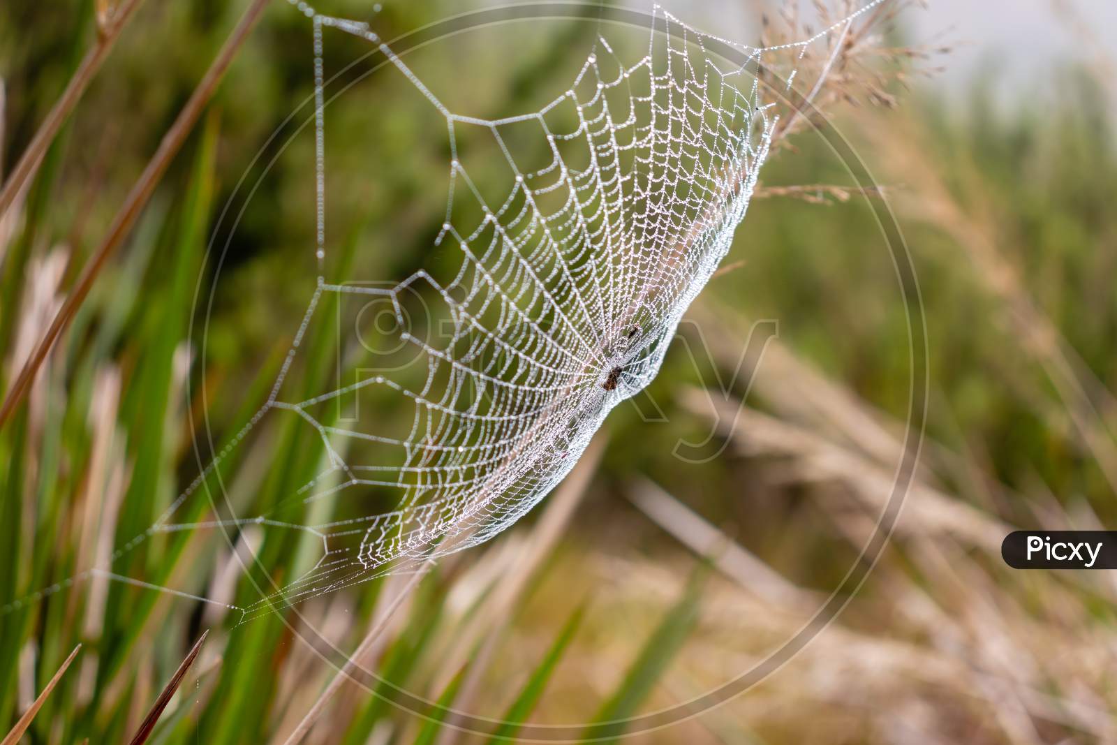Spider Web, Horton Plains
