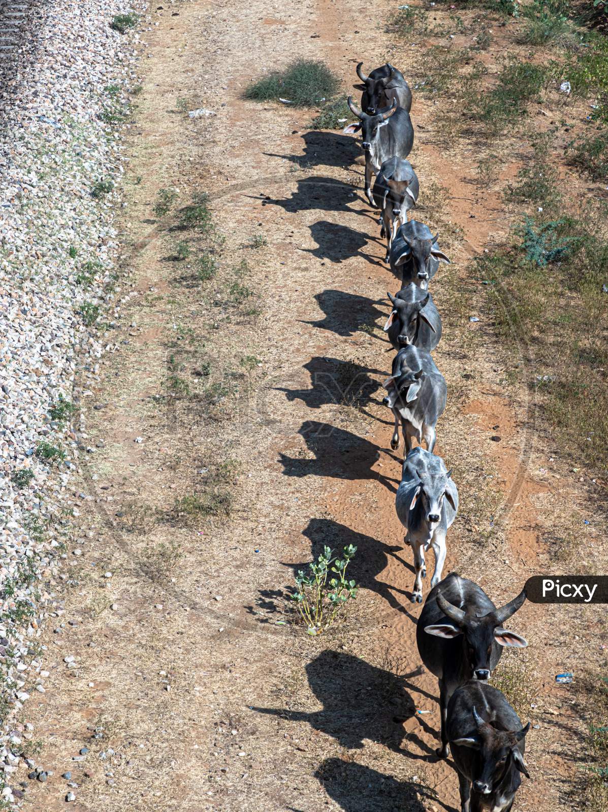 Cows Are Lined Up In A Row ,Straight Line Of A Cow.
