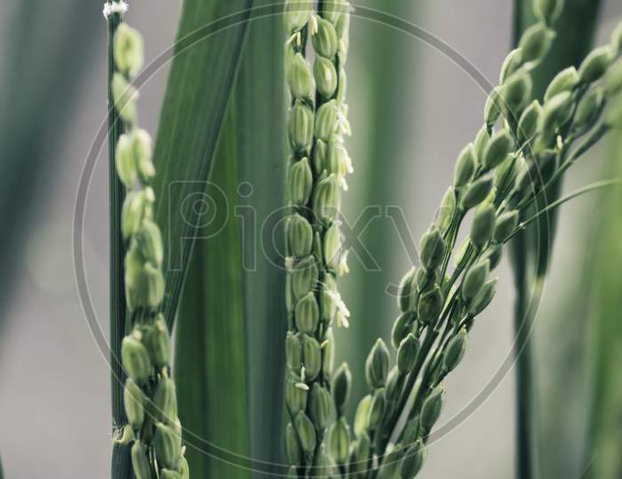 Green Rice Plant Macro Close Up Photograph