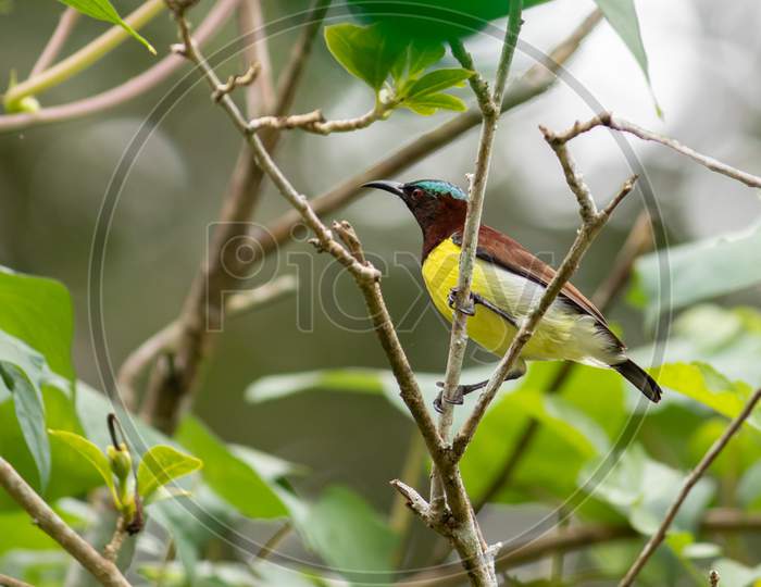 Common Visitor In Residential Areas, Leptocoma Minima As Know As Crimson-Backed Sunbird