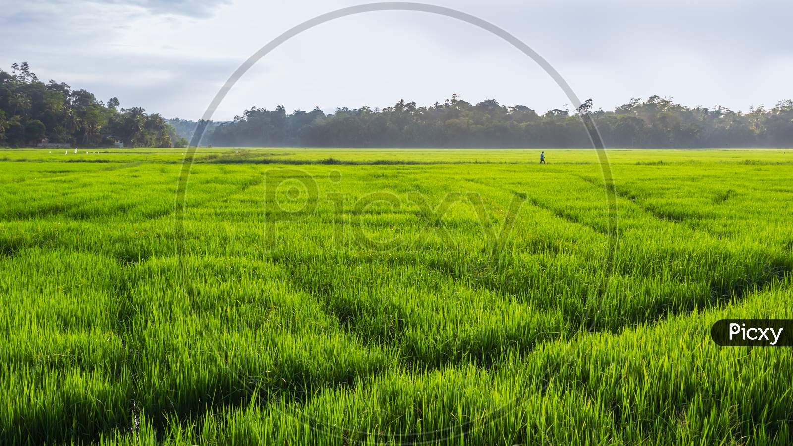 Beautiful Morning Mist In Paddy Field Photograph