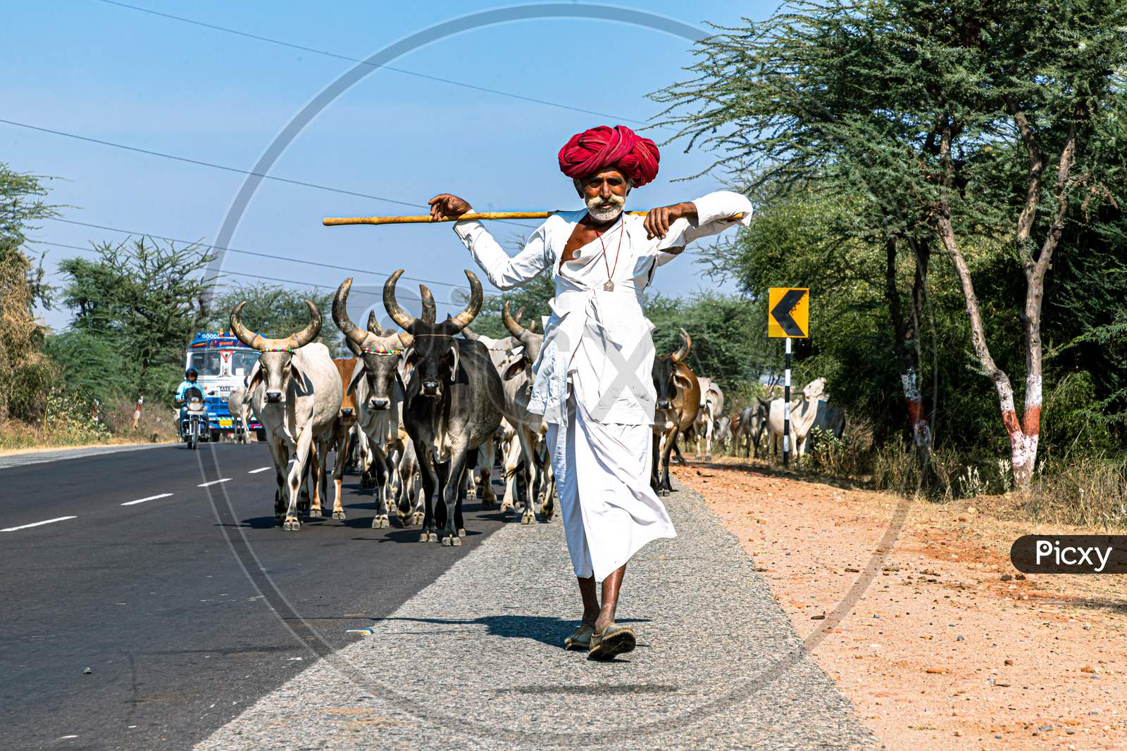 Rajasthani Shepherd And Its Herd Of Cows.
