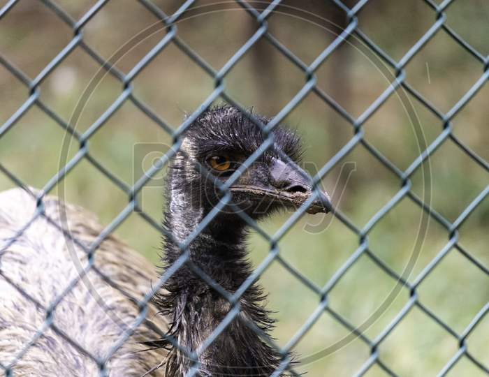 Caged Emu Flightless Bird'S Eye Close Up Photograph