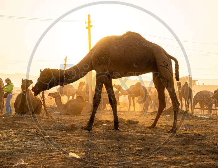 A Camel Herd And Golden Sunlight At Pushkar Camel Festival.
