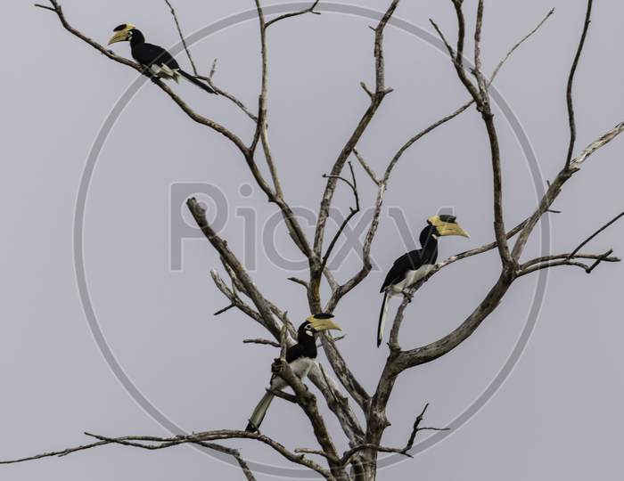 Great Hornbill Birds Resting On A Dead Tree