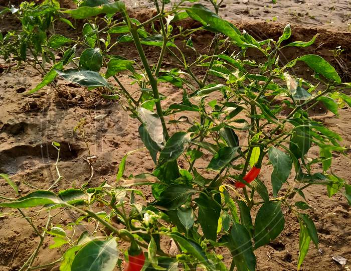Chilli , organic farming, Red chilli plant.