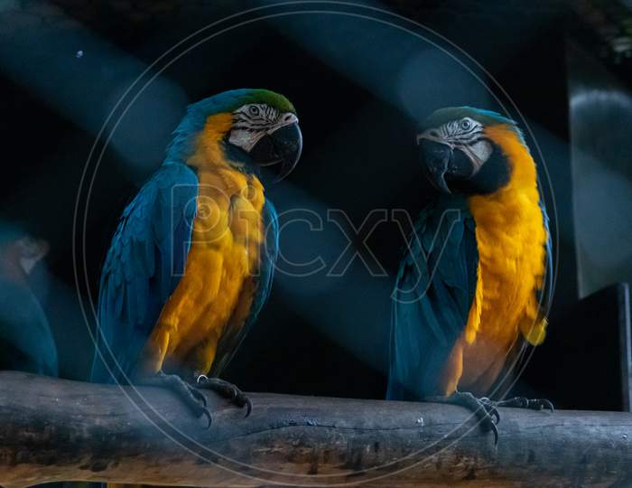 Blue Throated Macaw Pair Looking At Each Other In Dark Bird Cage