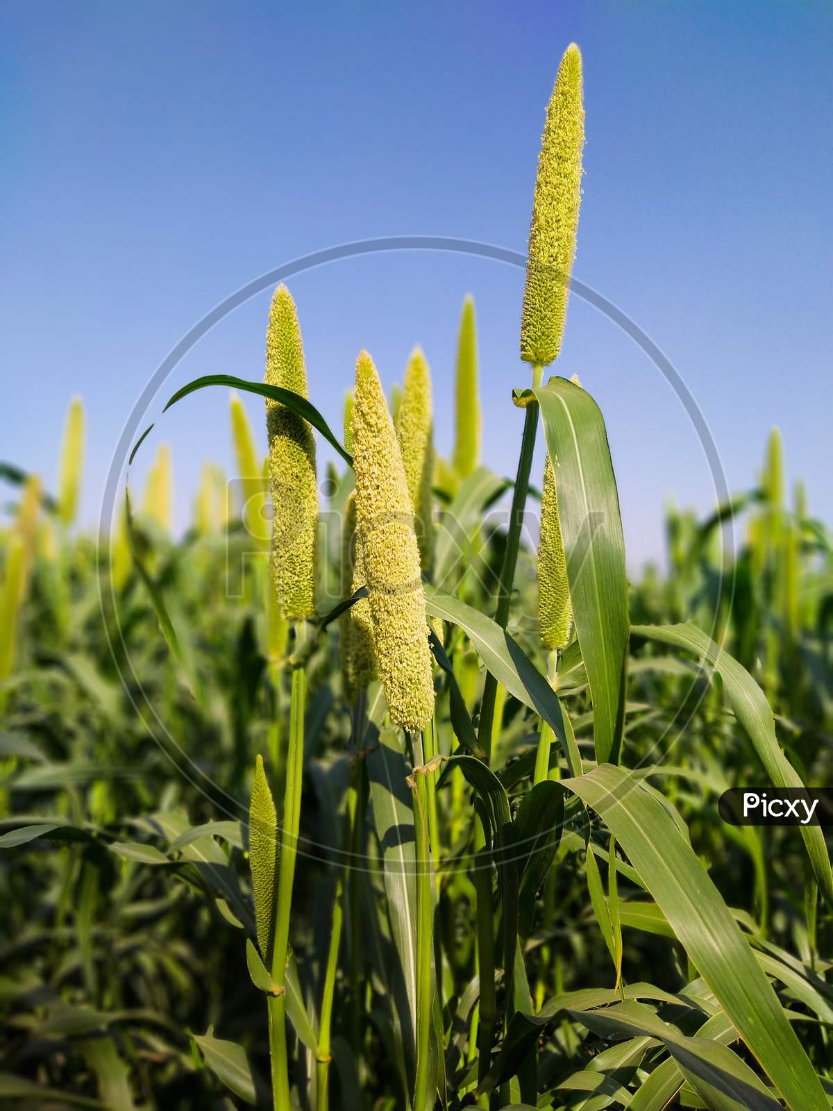 05 april 2020, gujrat india;- A beautiful photo of a grain millet planted in a field with a blue sky background