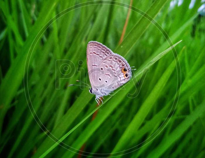 The little butterfly is descending from the leaf of the grass