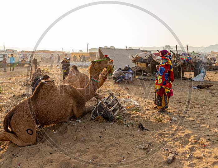 A Woman And A Camel At Pushkar Camel Festival.
