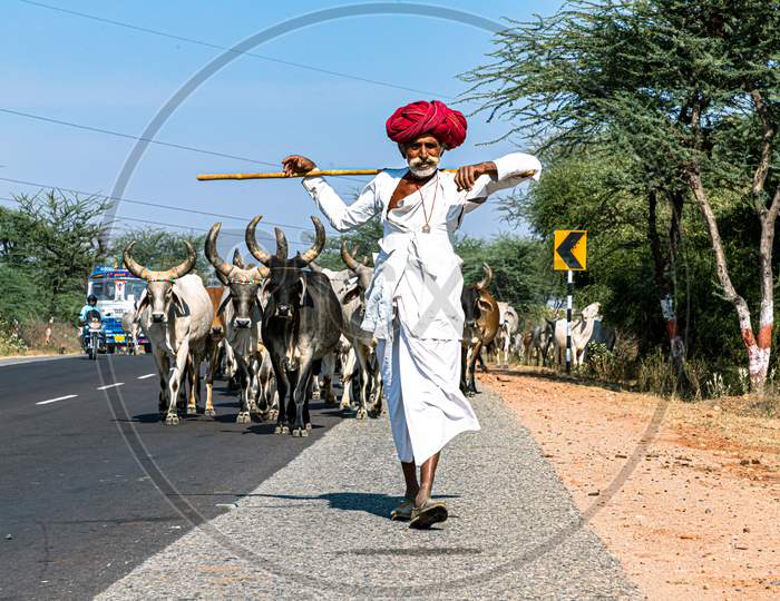 Rajasthani Shepherd And Its Herd Of Cows.