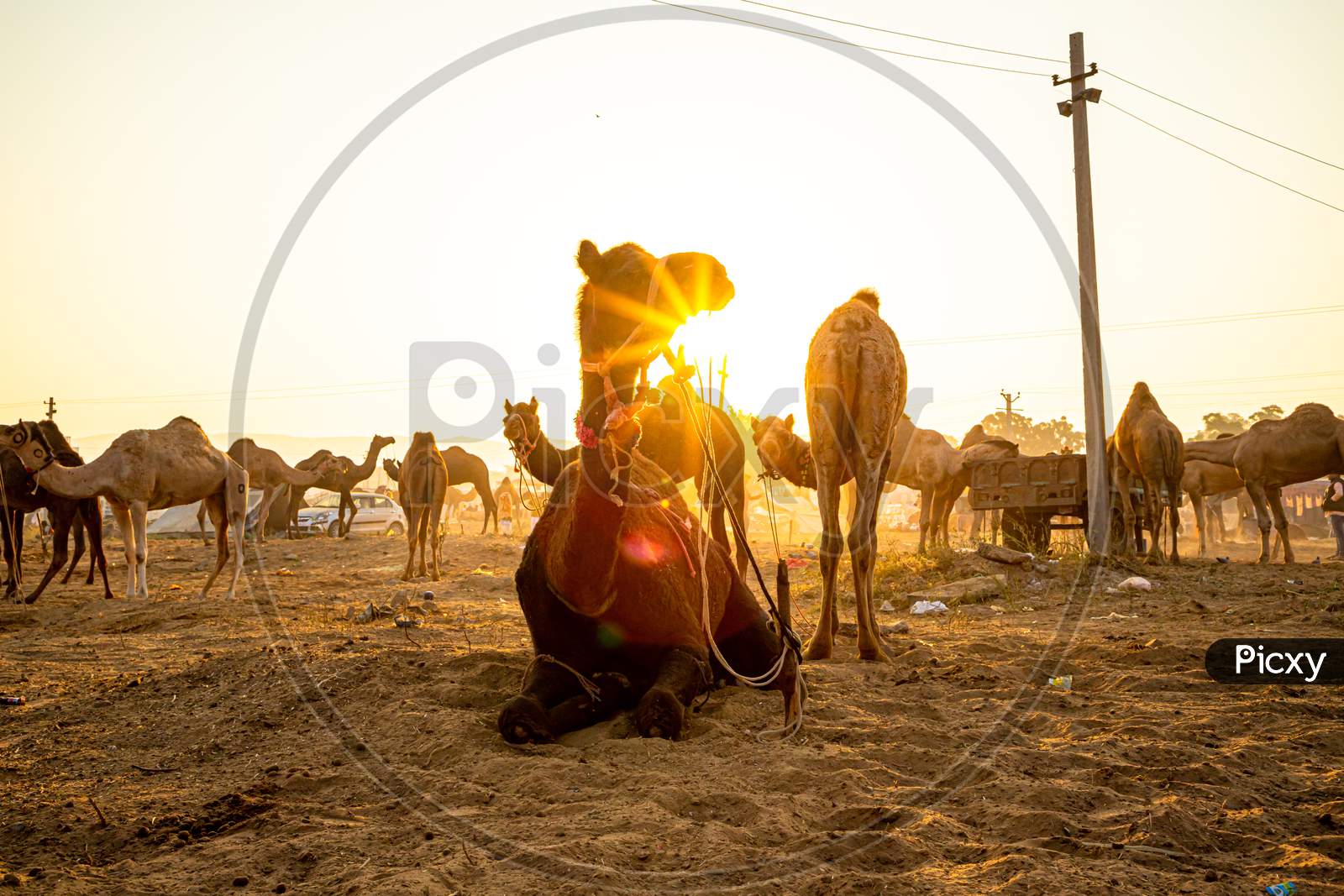 Silhouette Of A Camel And Sunrise At Pushkar Camel Festival.
