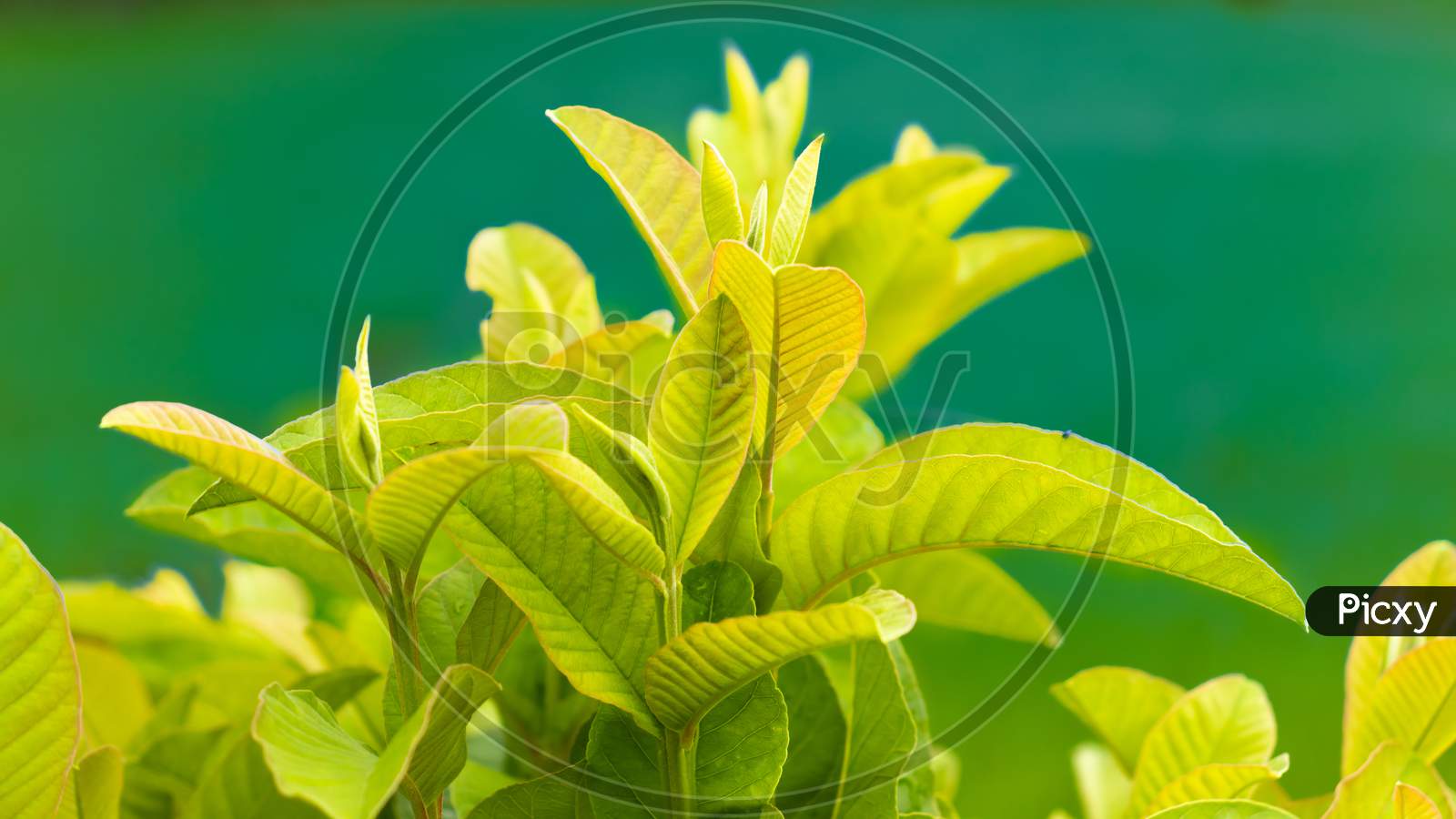 Young And Bright Guava Leaves