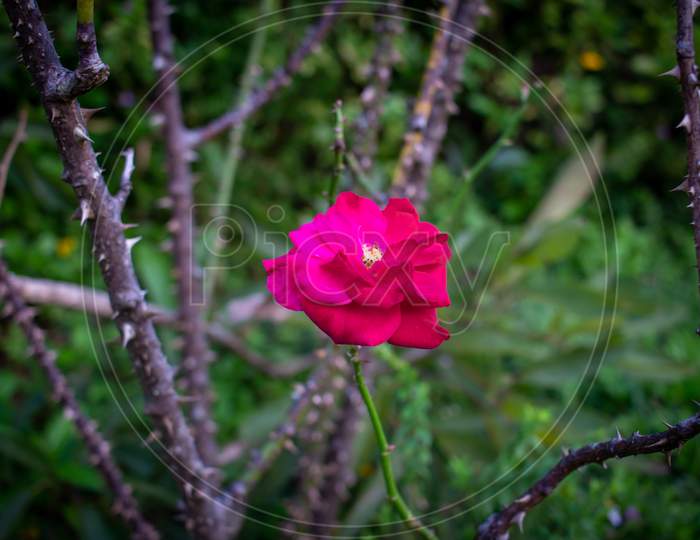 Beautiful Red Rose In A Garden, Madikeri, Karnataka, India