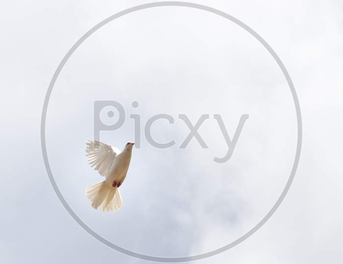 "The Symbol Of Peace" White Pigeon Flying In The Sky