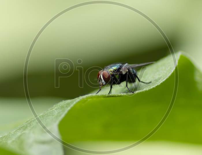 Green Bottle Fly Sitting On A Leaf Macro Photograph