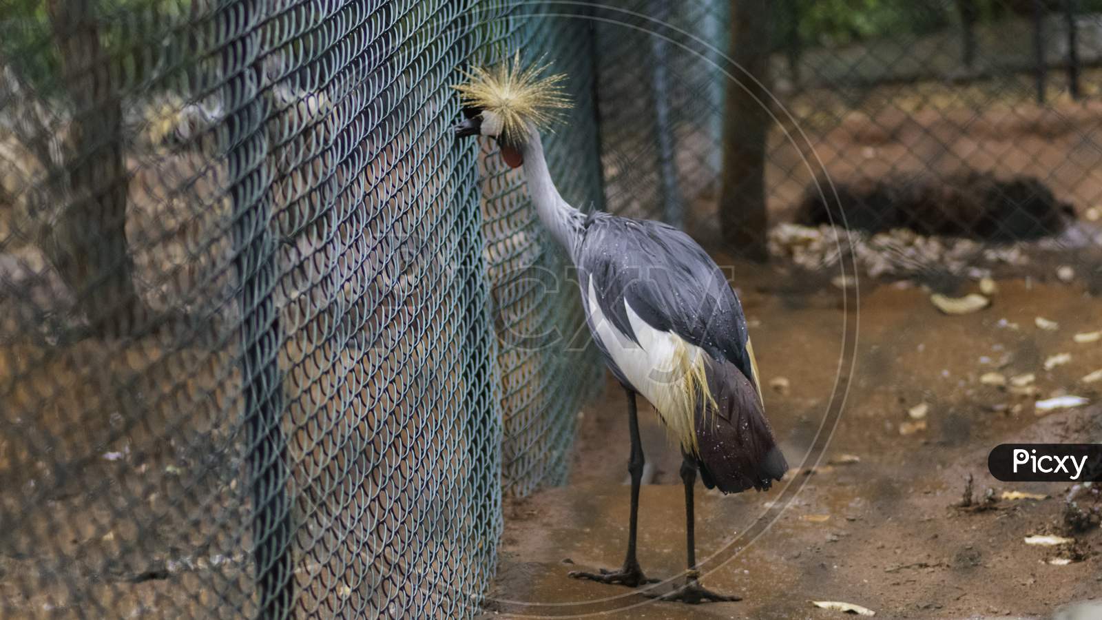 Grey Crowned Crane Close To The Fence Watching Outside In Birds Park, Hambantota