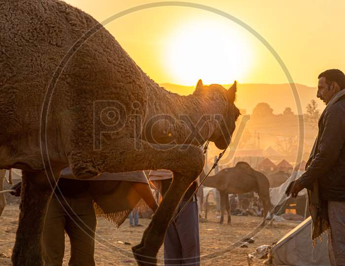 Silhouette Of Camel At Pushkar Camel Festival.