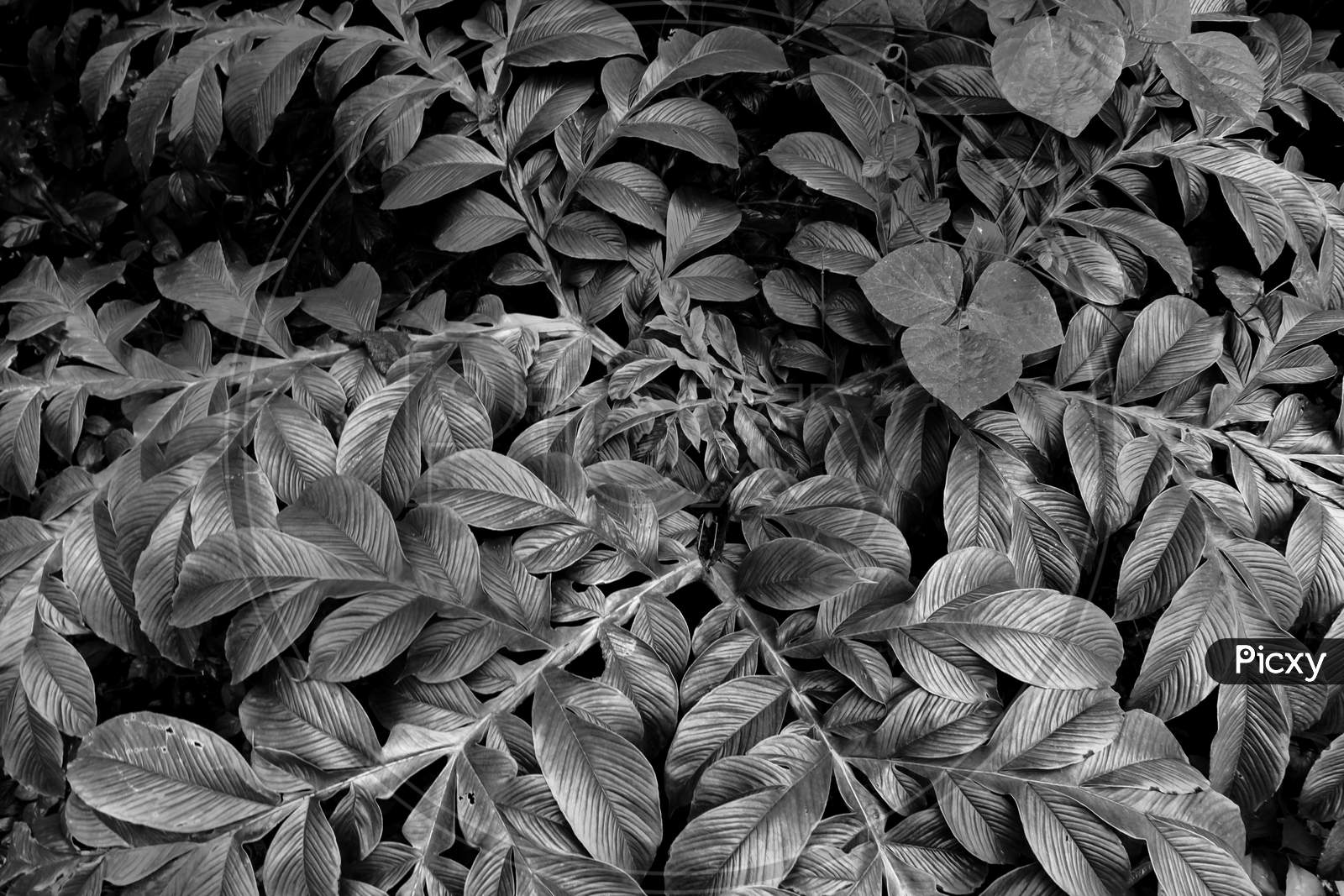 Image of Black And White Tree Leaves Pattern In Nature-EJ881101-Picxy