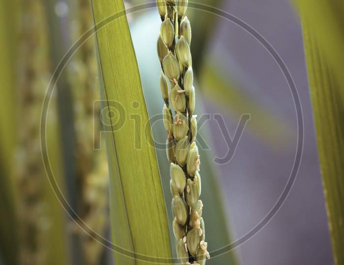 Rice Plant Ready For The Harvest Macro Close Up Photograph