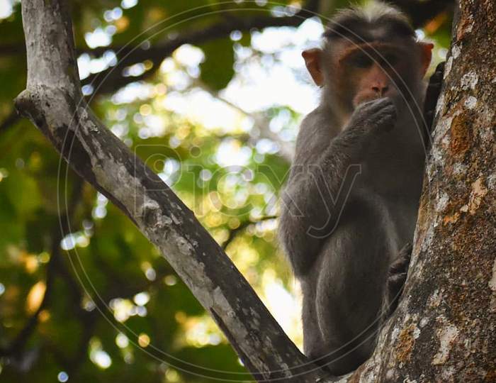 The mahatma gandhiji's frist monkey