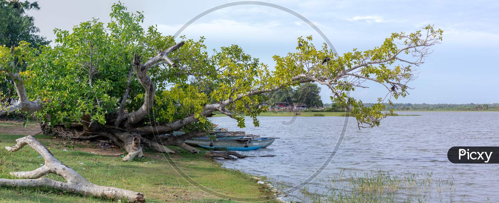 Panoramic View Of Beautiful Lake Shore And Tree In Hambantota, Sunny Summer Day Under The Clear Blue Skies Greenery Landscape.