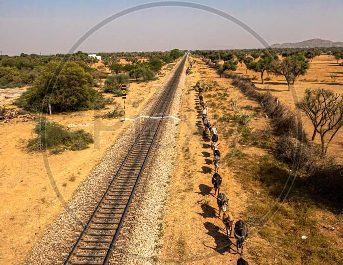 Cows Are Lined Up In A Row,Making Straight Line With Railway Track.