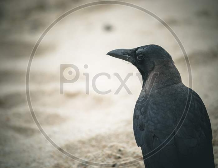 A Black Crow Perched On A Sandy Beach.