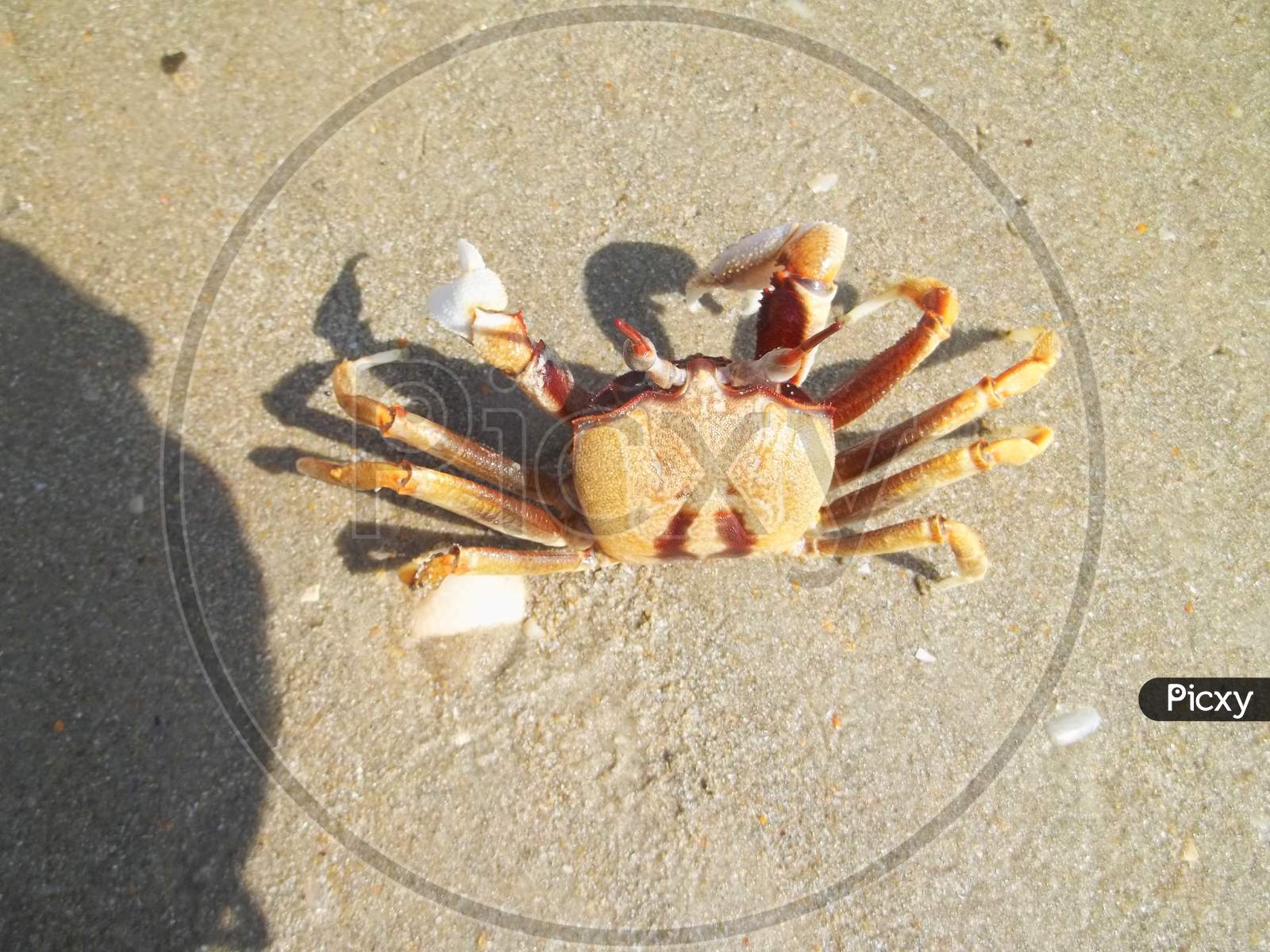 A kind of crab on  beach