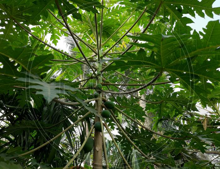 Green Papaya Plant image,papaya tree image
