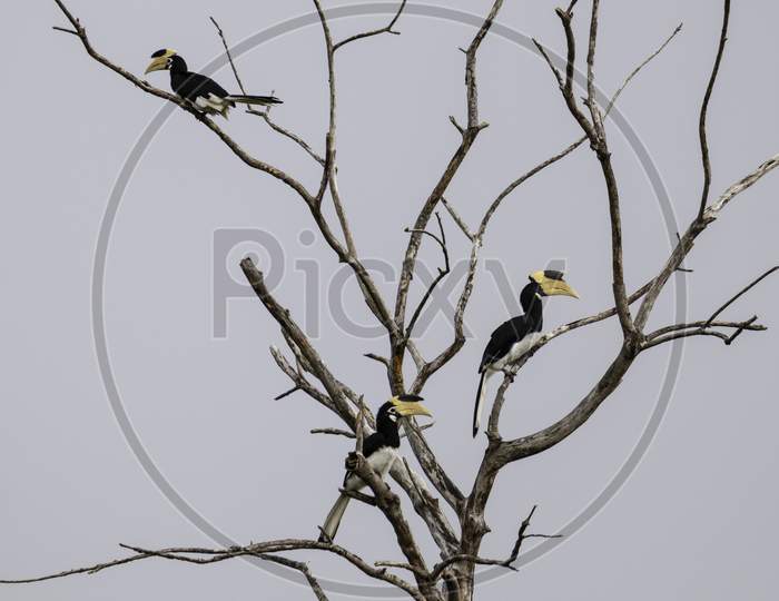 Great Hornbill Birds Resting On A Dead Tree