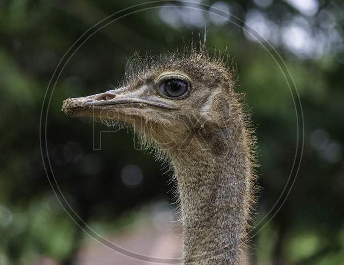Ostrich Eye Close Up Detailed Photograph