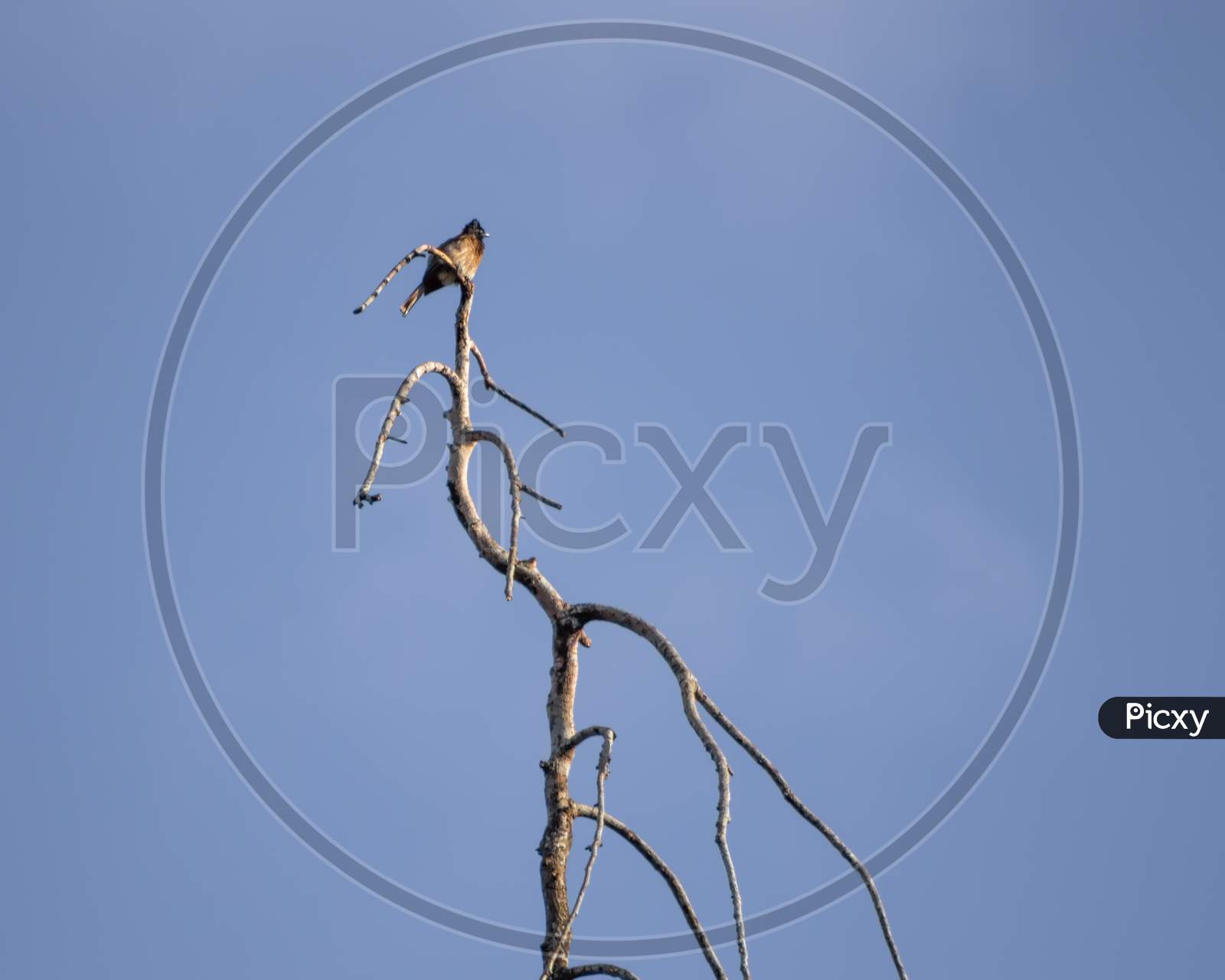 Red Vented Bulbul Bird On Top Of Dead Tree Branch