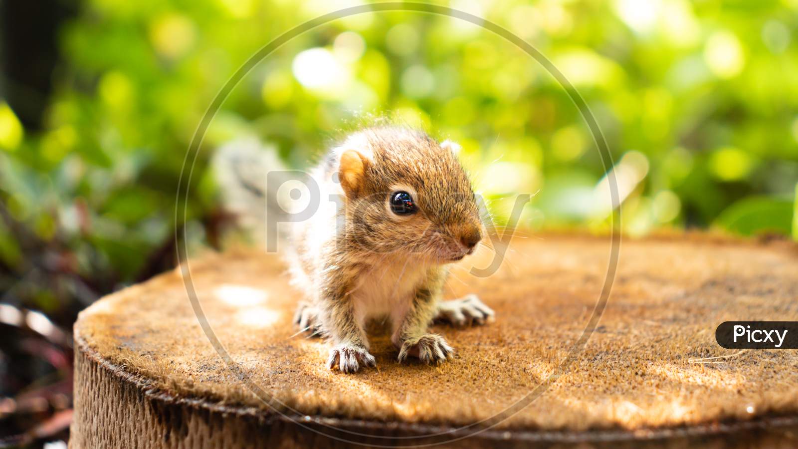 Cute Abandoned Baby Squirrel Looking At Camera