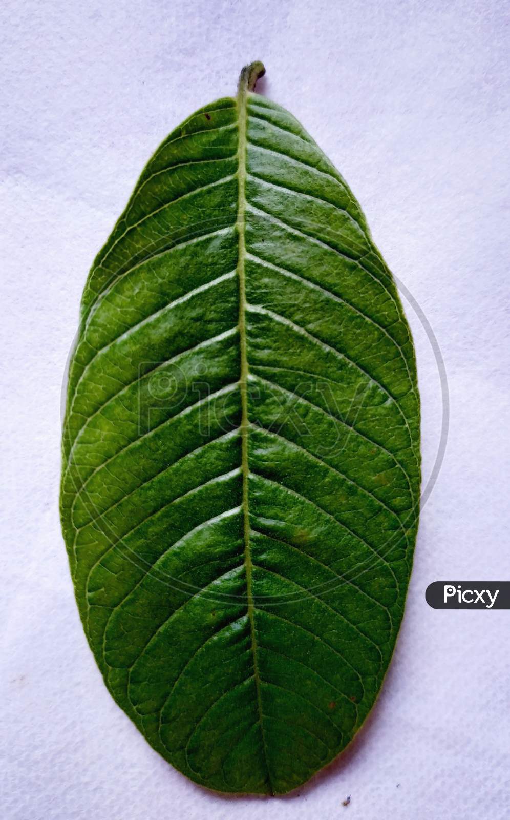 Front view of a guava leaf