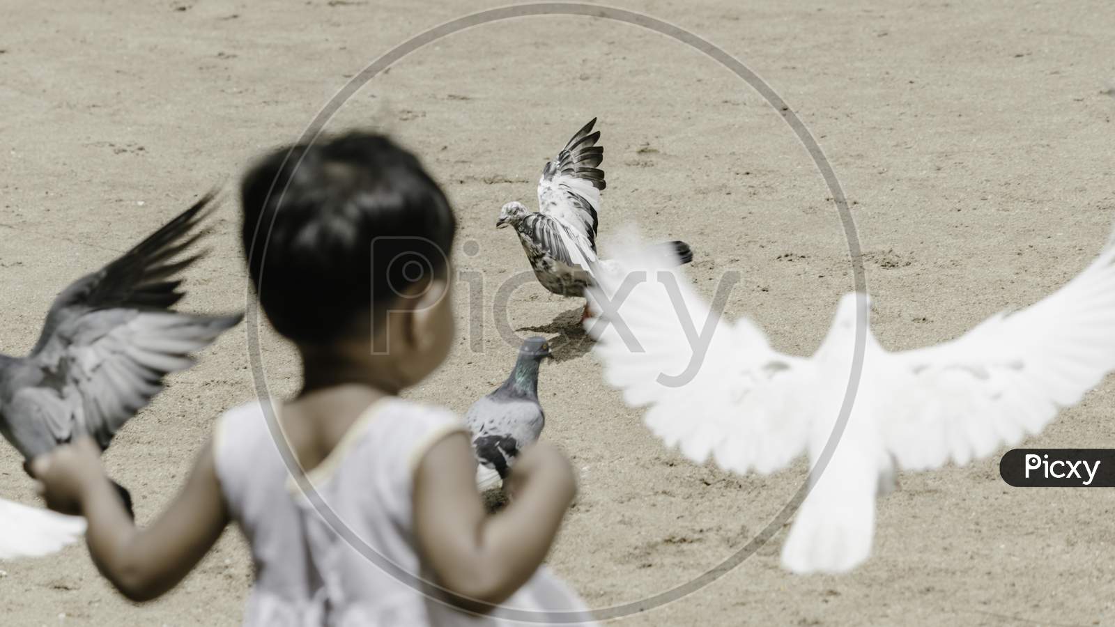 Small Kid Playing With Pigeons In A Park