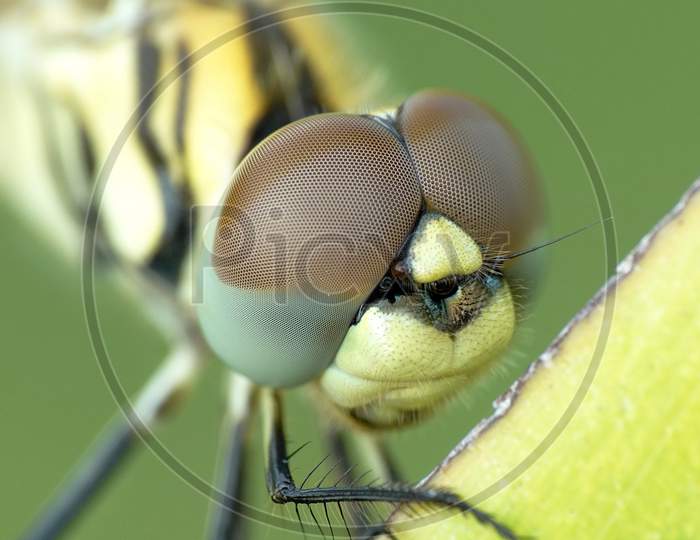 Insect macro photography pest