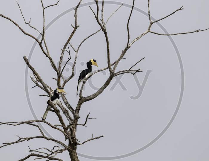 Great Hornbill Birds Resting On Dead Tree