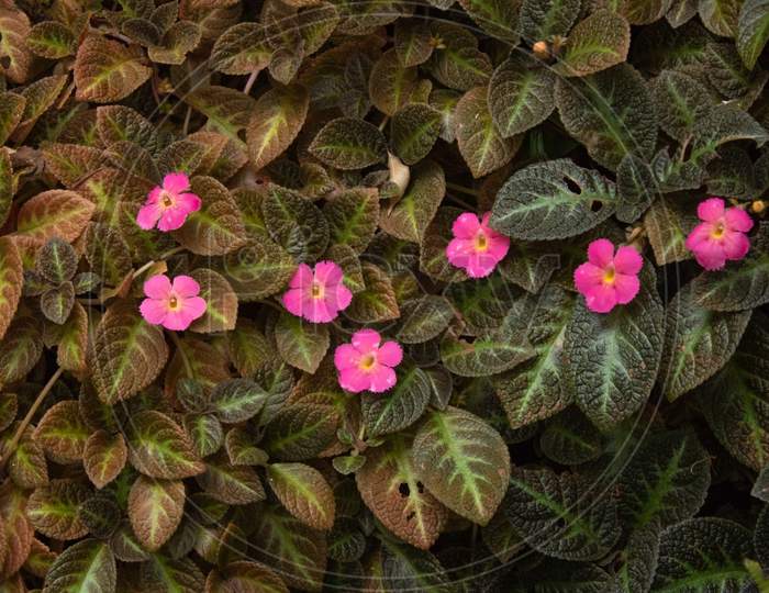 Episcia Plant Flowers