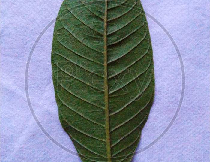 Back view of a guava leaf