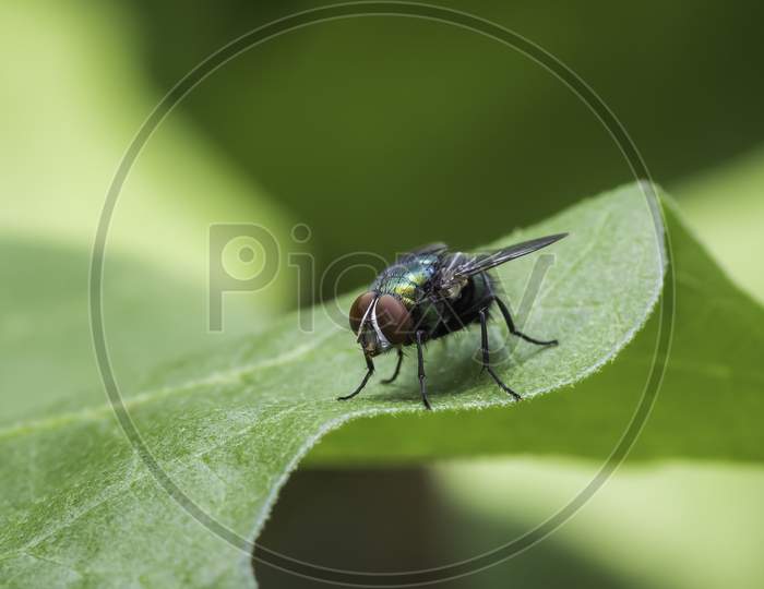 Green Bottle Fly On A Leaf Macro Photograph