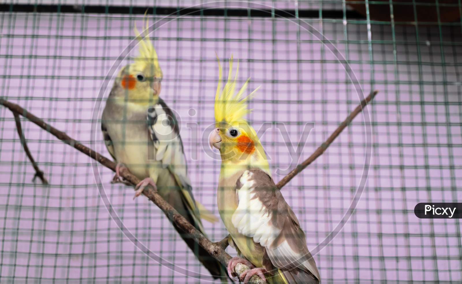 Cocktail Parrots Couple Looking At Each Other In A Cage Environment