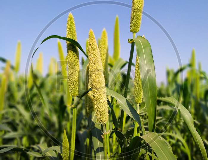 05 april 2020, gujrat india;- A beautiful photo of a grain millet planted in a field with a blue sky background