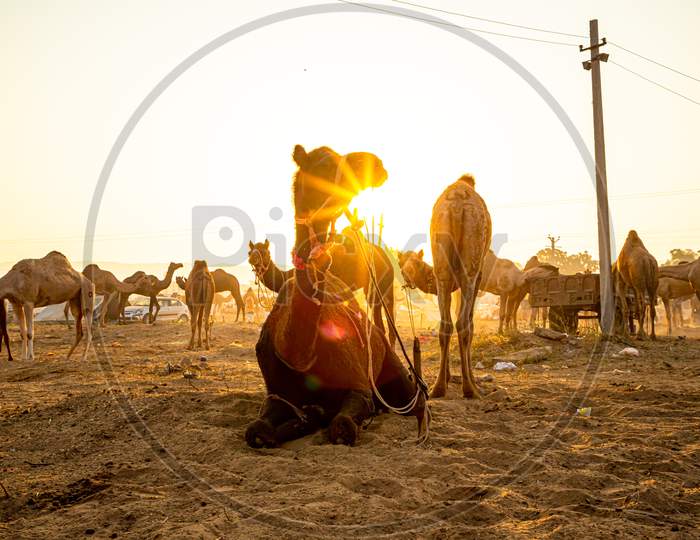 Silhouette Of A Camel And Sunrise At Pushkar Camel Festival.