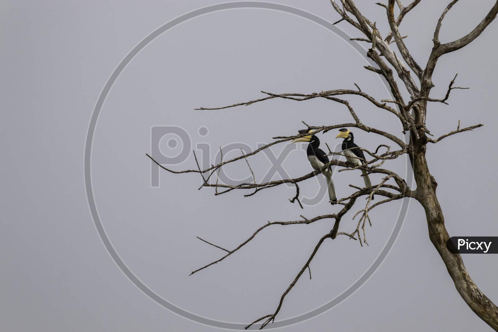 Great Hornbill Bird Couple Resting On A Dead Tree