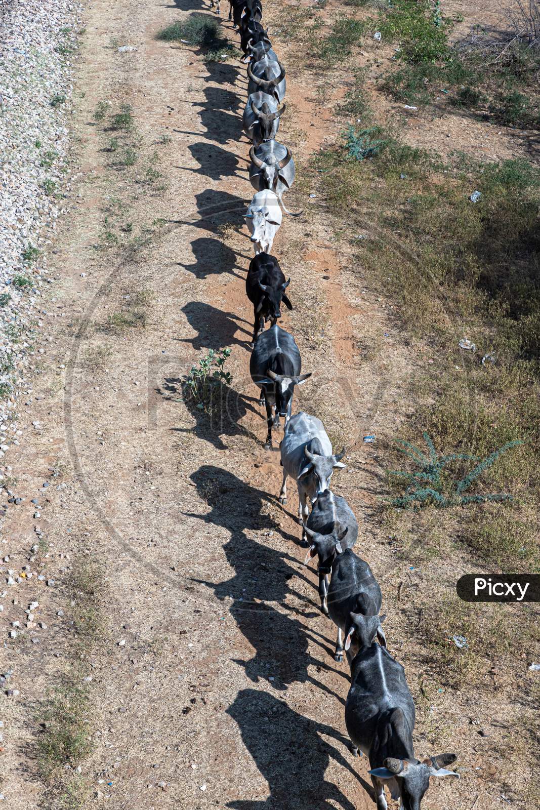 Cows Are Lined Up In A Row,Straight Line Of A Cow.