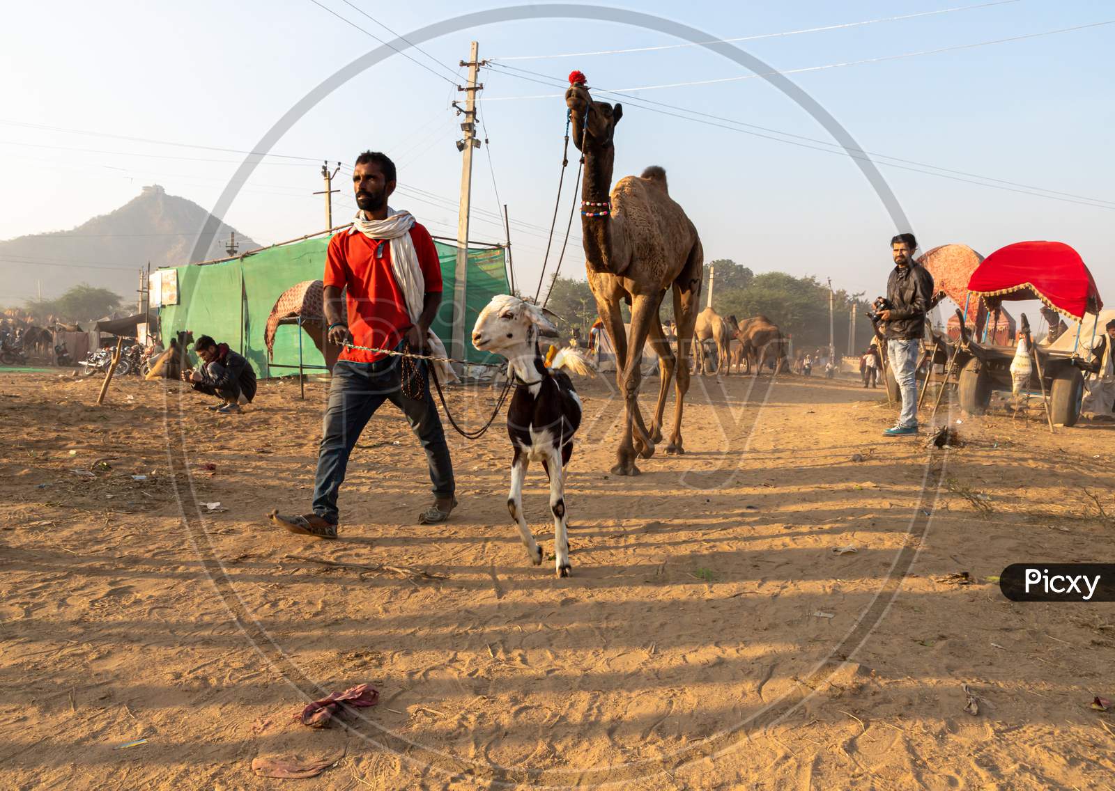 A Man With His Camel And Goat At Pushkar Camel Festival.