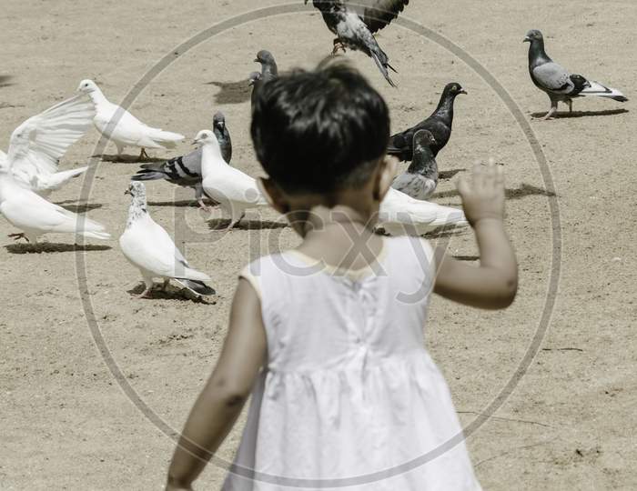 Small Kid Playing With Pigeons
