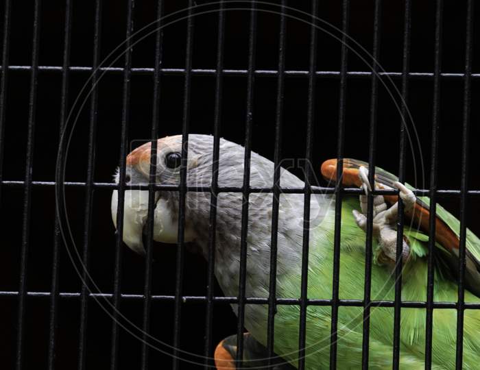 Senegal Parrot Silver Neck Looking Curious Hanging In Cage Net