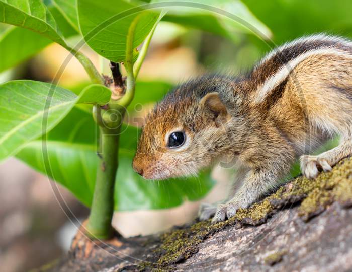 Hungry Little Baby Squirrel Looking Afraid